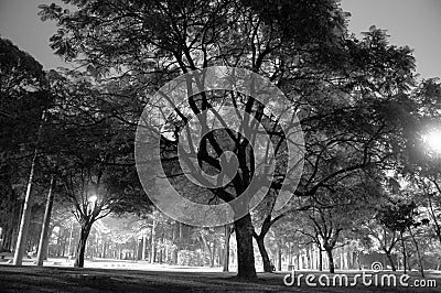 Large Tree in Park-Black and White-Horizontal Stock Photo