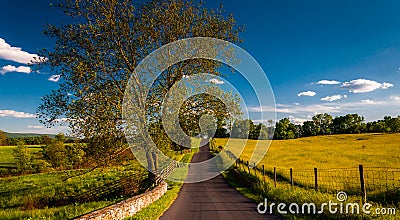 Large tree on a road through farmfields and rolling hills in Antietam National Battlefield Stock Photo