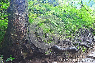 Large Tree Roots Stock Photo
