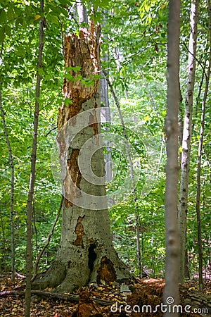 Large Tree Stump in the Forest Stock Photo