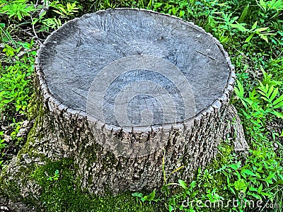 Large tree stump surrounded by small green leafy plants Stock Photo