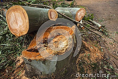 Large Tree Stump Logs Stock Photo