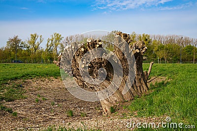 Large tree trunk with sawn branches. Spring landscape Stock Photo
