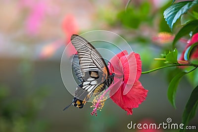 Tropical butterfly on Chinese rose flower Stock Photo