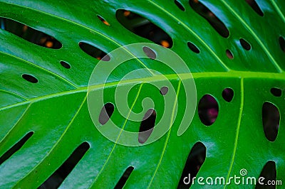 Abstract Giant Tropical Plant Stock Photo