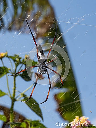 large tropical spider, Trichonephila inura, lurks on its web for prey. Madagascar Stock Photo