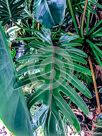 large waxy tropical leaf Stock Photo