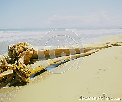 Large trunk drifted onto the beach Stock Photo