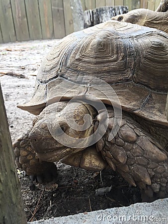 Large Turtle with huge shell trying to sneak through a wooden fence Stock Photo