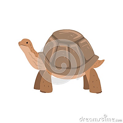 Large Turtle, Tortoise Reptile Animal Vector Illustration Vector Illustration