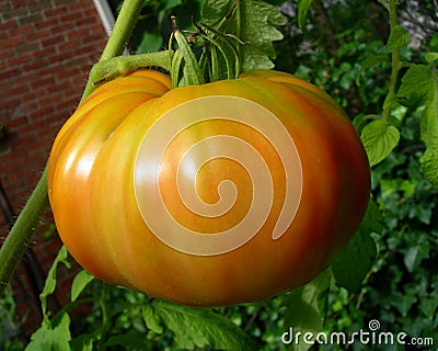 Orange tomato on vine Stock Photo