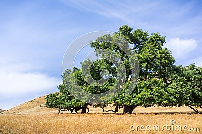 Large valley oak Quercus lobata surrounded by fields of dry grass, Santa Clara county, south San Francisco bay area, California Stock Photo