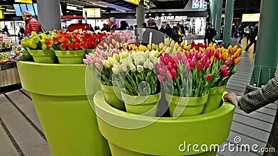 Large vases of fake flowers, namely tulips, Stock Photo