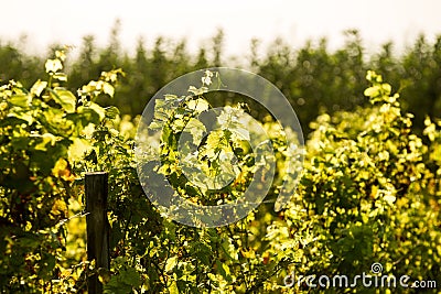 Detail of a vineyard near Buzau Stock Photo