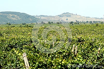 A large vineyard near Ploiesti Stock Photo