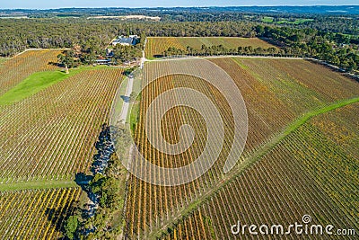 Large vineyard and forest in Australia. Stock Photo