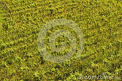 A large vineyard near Buzau Stock Photo