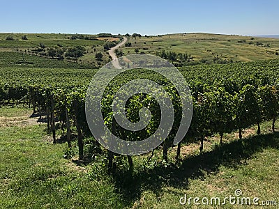 A large vineyard near Ploiesti Stock Photo