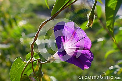 A sprig with the large violet flower in sunny ray Stock Photo