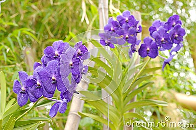 Large violet orchid flowers Stock Photo