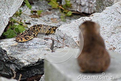 Large viper puff adder snake hunting cute animals. Stock Photo