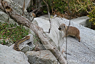 Large viper puff adder snake hunting cute animals. Stock Photo