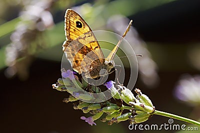 The large wall brown butterfly, Lasiommata maera, pollinating on Stock Photo