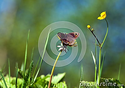 Large wall brown (Lasiommata maera) Stock Photo