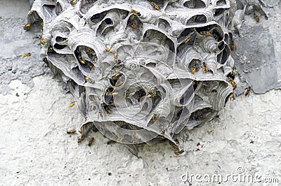 A large wasp nest on a Foundation of gray concrete. The unusual shape of the structure of the wild hive Stock Photo
