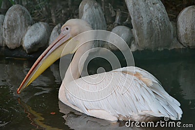 White pelican bird with an eormous orange bill Stock Photo