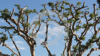 Large weird coral trees in Embarcadero Marina park near USS Midway and Convention Center, Seaport Village, San Diego, California Stock Photo
