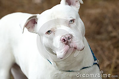 Large white American Pitbull Terrier Bulldog with pink nose outside on leash Stock Photo