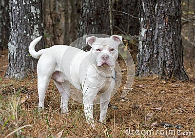 Large white American Pitbull Terrier Bulldog with pink nose outside on leash wagging tail Stock Photo