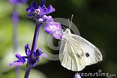 Large white butterfly Stock Photo