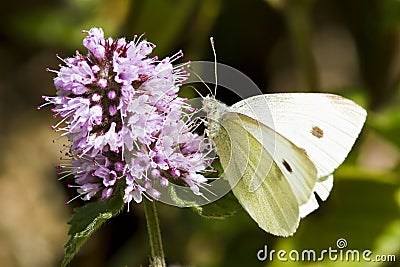 Large White Butterfly Stock Photo