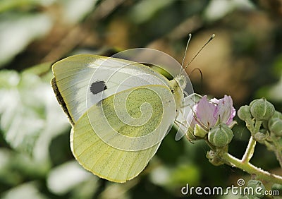 Large White Butterfly Stock Photo