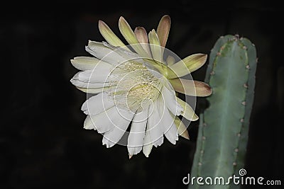 Large White Cereus Repandus Night Blooming Cactus Flower on Black Stock Photo