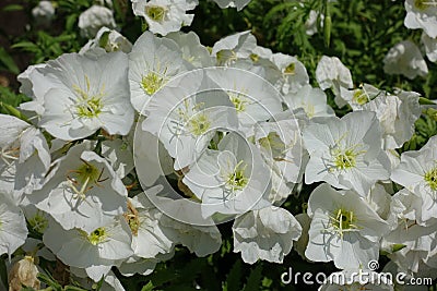 Large white flowers of Oenothera speciosa Stock Photo