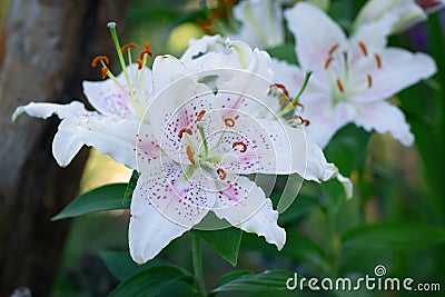 Large white flowers with pink dots of oriental lily Stock Photo