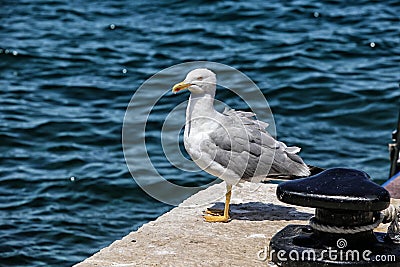 Large white and gray seagull by the anchorage pier Stock Photo