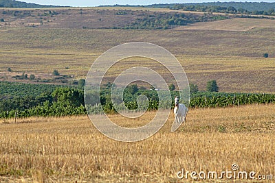 A large white horse stands on a field against the backdrop of green vineyards Stock Photo