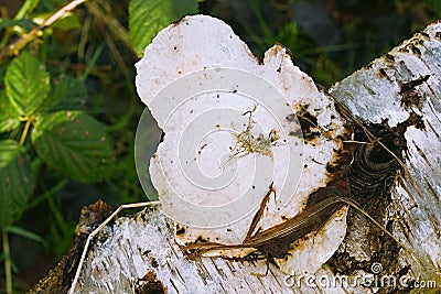 Large White Mushroom Growing On a Fallen Birch Tree Stock Photo