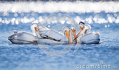 Large white pelicans gather together for fishing Stock Photo