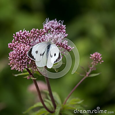 Large White Butterfly feeding on a flowering shrub Stock Photo