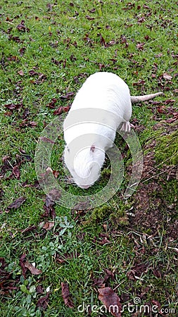 Large white rat-like rodent Stock Photo
