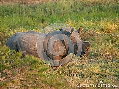 Large white rhino with cut horn standing in grass at sunset Stock Photo