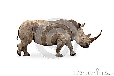 Large White Rhino Profile Big Horn Extracted Stock Photo