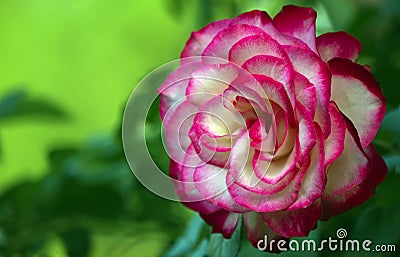 A large white rose flower with red petals edges. Stock Photo