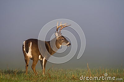 Large white-tailed deer buck in foggy meadow Stock Photo