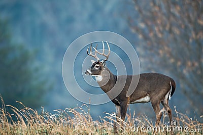 Large white-tailed deer with fall colors Stock Photo